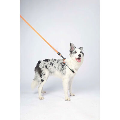 M-Pets Wild Jungle Orange Dog Leash Durable Polyester S-M 120cm